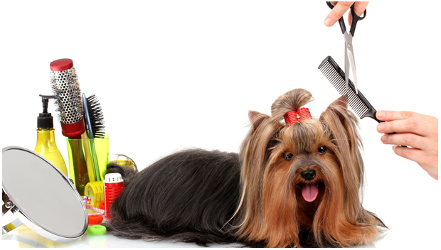 cute dog getting a haircut