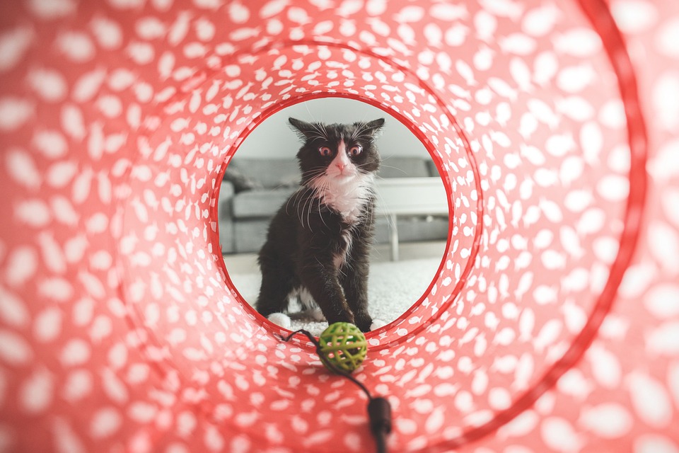 cat