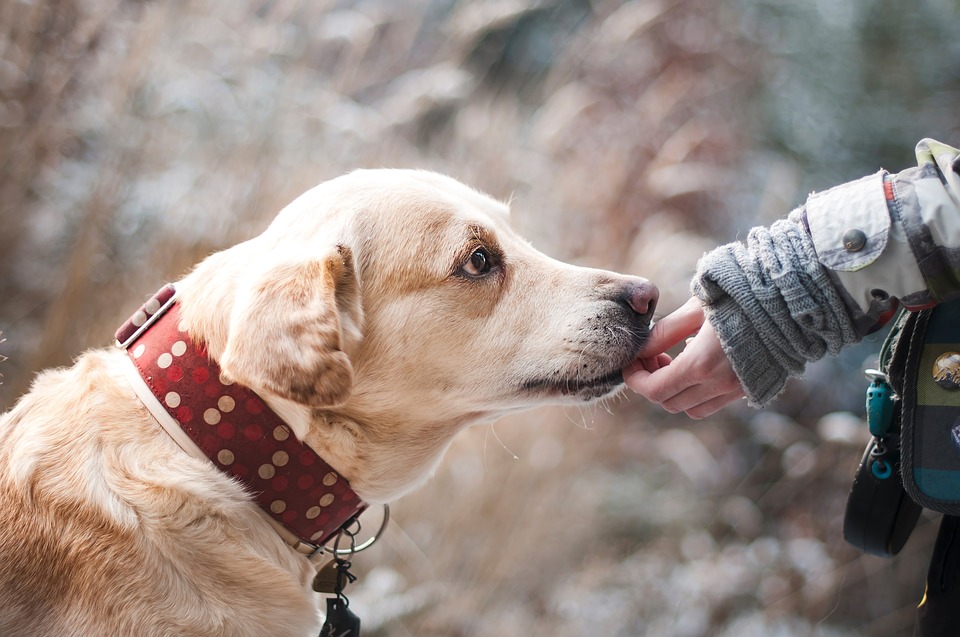 cute dog