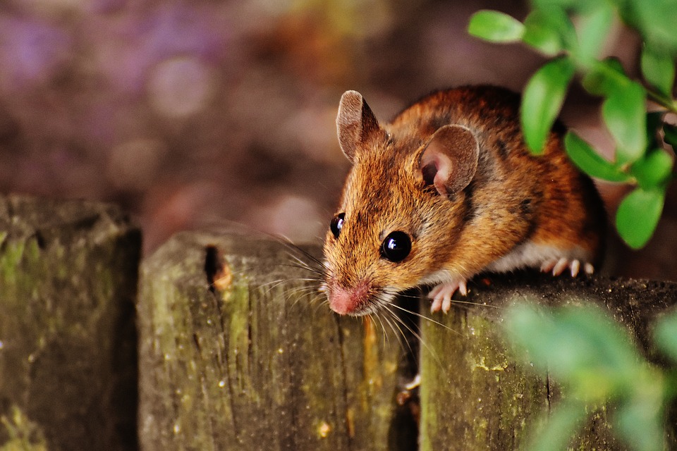 rat